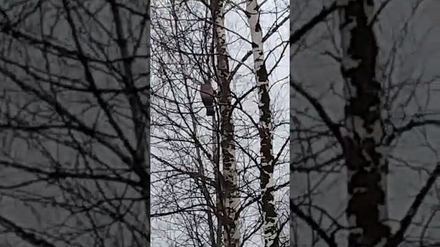 Горлица дикая на березе смотреть онлайн