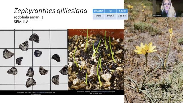 #70 Propagación De Plantas Nativas De La Patagonia Con Valor Ornamental.