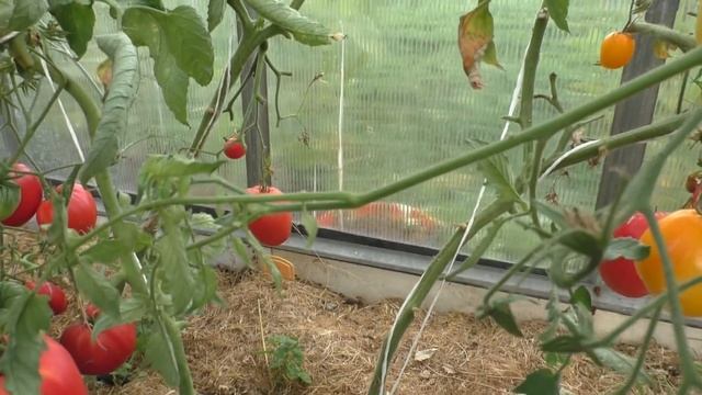 ЭКСКУРСИЯ ПО ТЕПЛИЦЕ. СТАЛЬНОЙ ТРОС НЕ ВЫДЕРЖАЛ УРОЖАЯ. ОБЗОР СОРТОВ ТОМАТОВ смотреть онлайн