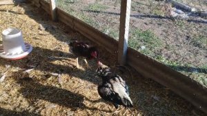 Петухи дерутся/Молодой ? претендует на звание хозяина курятника/ Бой петухов