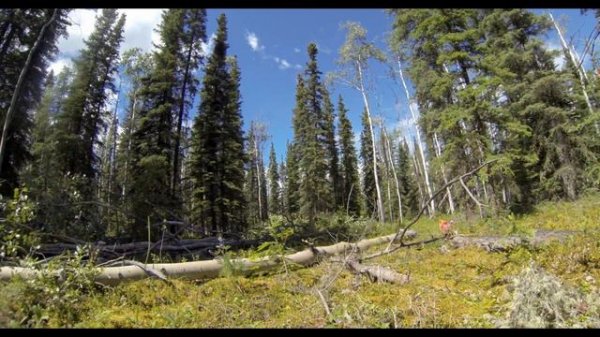 Couple finds Off Grid homesite and Starts clearing the land