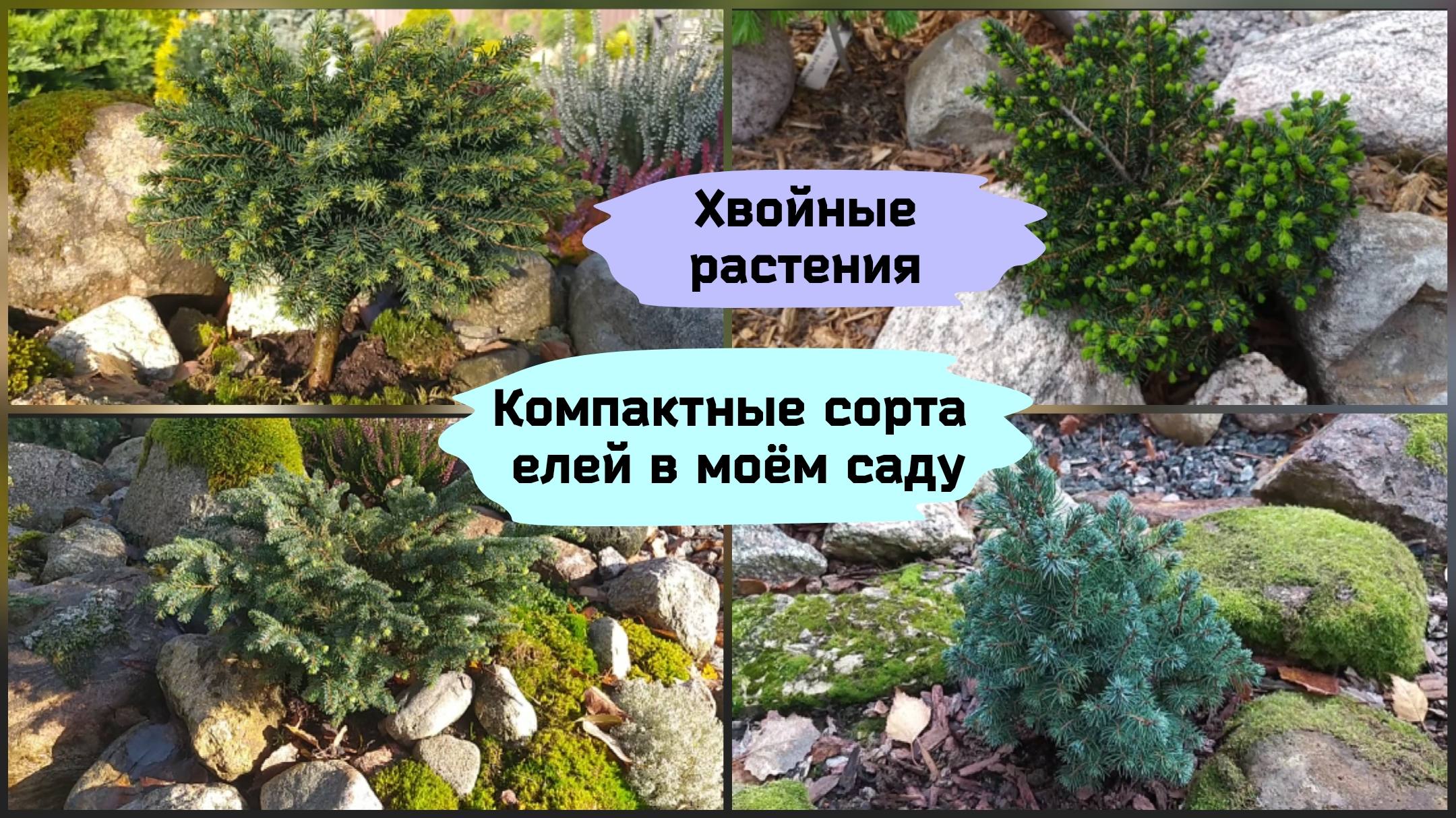 Хвойные растения.Компактные сорта елей в моём саду (2022 г.) смотреть онлайн
