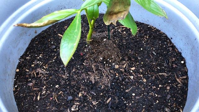 Cutting Back Peony - Festiva Supreme смотреть онлайн