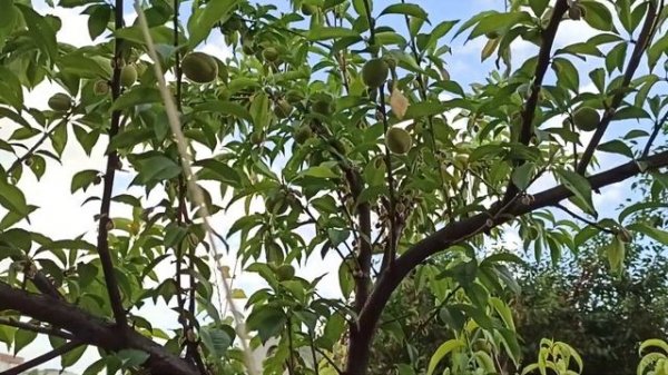 абрикос сорт Аврора