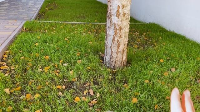 VLOG: СЮРПРИЗОМ _ ТЫКВЕННЫЙ ПИРОГ! РАДУЕМСЯ ТРАВЕ смотреть онлайн