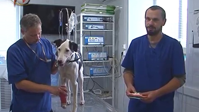 Приют смотреть онлайн