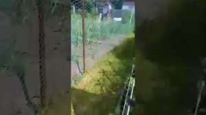 Теплица Сказка 3х4 м, пояснение про раскрой поликарбоната