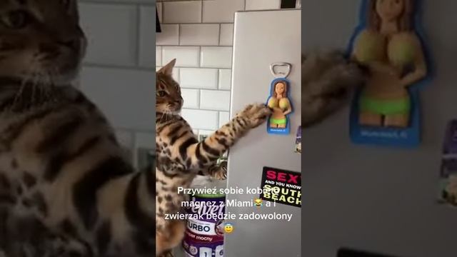 котик шарит смотреть онлайн
