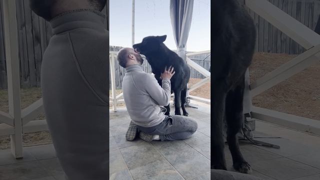 Французский поцелуй от волкособа Гулдана. смотреть онлайн