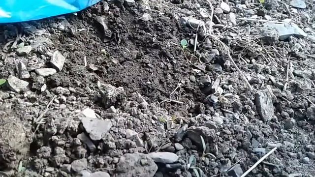 Эксперимент ,начало, огурцы в бочке. 14 мая смотреть онлайн