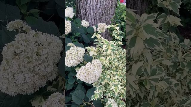 Plant Pairing Inspiration смотреть онлайн