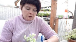 Аптения. Содержание и размножение.