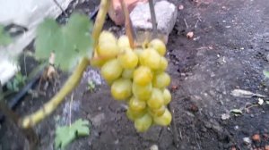 сорт винограда дарья