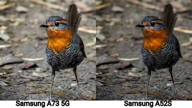 Samsung galaxy A73 5G vs Samsung galaxy A52s camera test смотреть онлайн