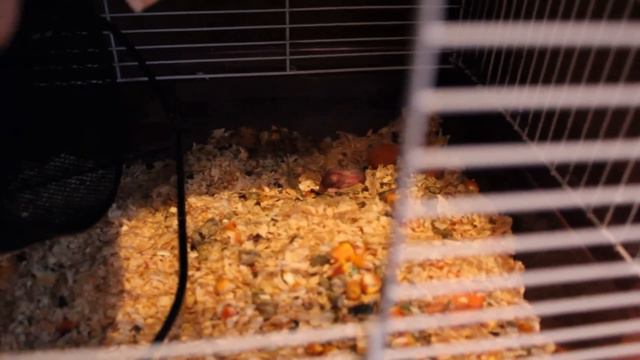 Утро хомок смотреть онлайн