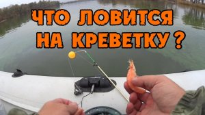 ЧТО ЛОВИТСЯ НА КРЕВЕТКУ ТАКОГО РЕЗУЛЬТАТА Я НЕ ОЖИДАЛ .mp4