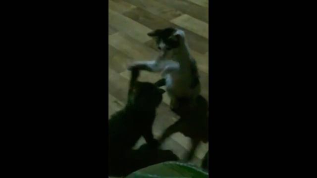 #коты#животные#котята НОВОЕ ВИДЕО 🐾🙀🙀🙀🙀🙀🙀🙀🙀🙀🙀 смотреть онлайн