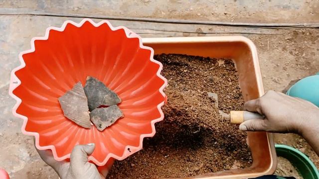 How To Repot A PETUNIA Seedling | Nadan Double Petal Petunia Flower | Gardening In Malayalam