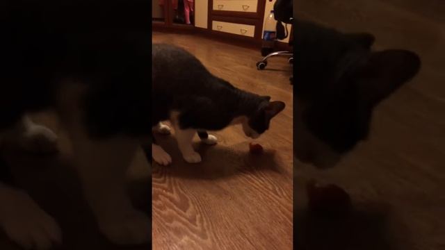 Кот жадно ест клубнику смотреть онлайн