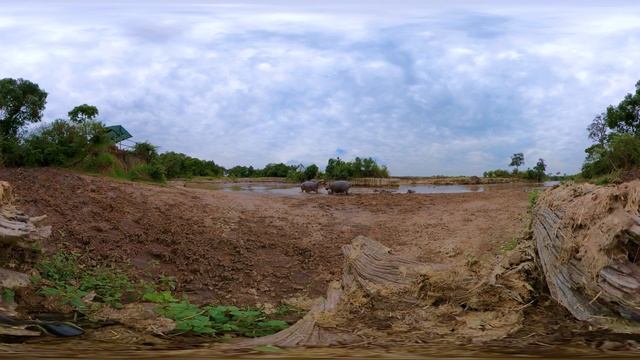 How to Survive Being Attacked by a Hippo | Wildlife in 360 VR смотреть онлайн
