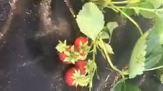 Земляника садовая(сорт Пандора) смотреть онлайн