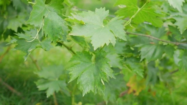 Сорт винограда Джаванни. ? Описание сорта винограда Джаванни. смотреть онлайн