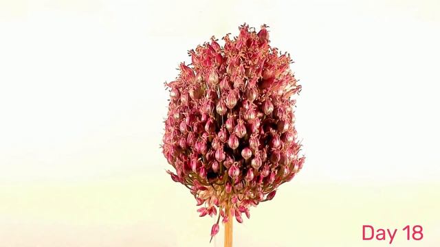 Withering of a flower, 60 days time lapse смотреть онлайн