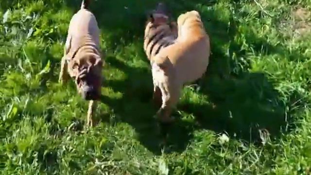 Щенки шар-пея из питомника «Золотая рыбка» тел +79039636238 смотреть онлайн