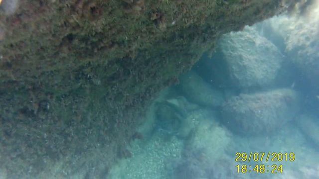 Мелкие акулки (катраны) черного моря смотреть онлайн