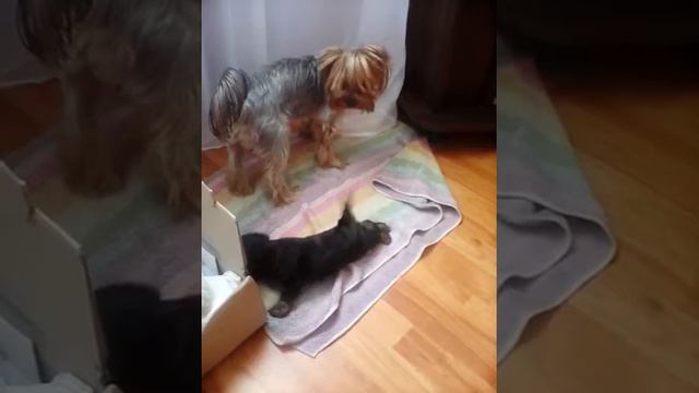 Йорк мама и дочка играют) смотреть онлайн