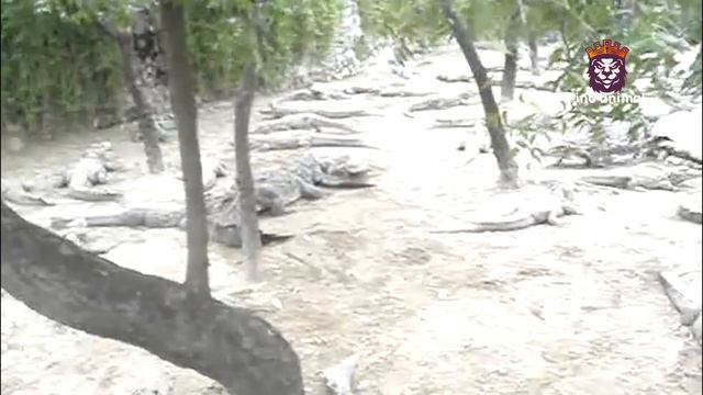 5 VEZES QUE OS CROCODILOS TENTARAM PRATICAR O CANIBALISMO смотреть онлайн