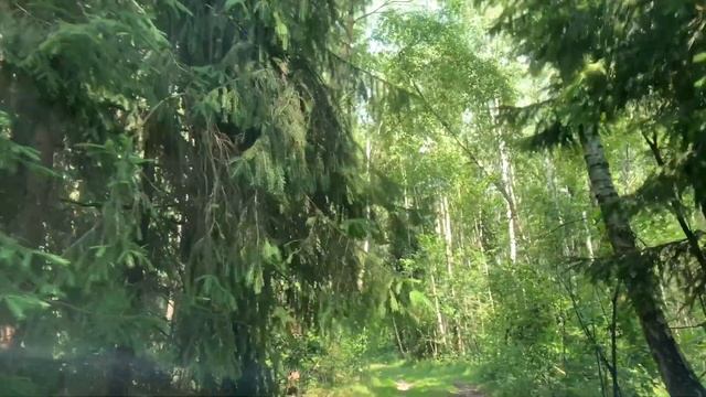 ЧТО ЕСТЬ В ЛЕСАХ БЕЛАРУСИ? смотреть онлайн