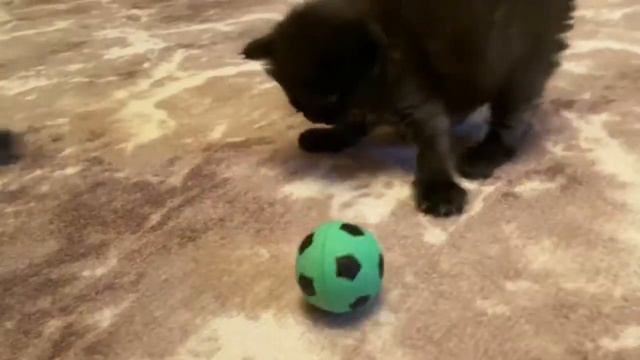 МОРИС ГРЫЗЁТ И РВЁТ ИГРУШКУ И ИГРАЕТ В ФУТБОЛ! смотреть онлайн