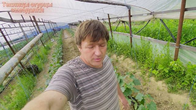 Как поживают наши огурцы? Экскурсия по теплице. смотреть онлайн