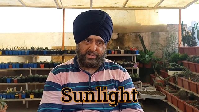 Moon Cactus | Gymnocalycium mihanovichii | Sunlight | Nutrition | Soil | Watering | Cactus care смотреть онлайн