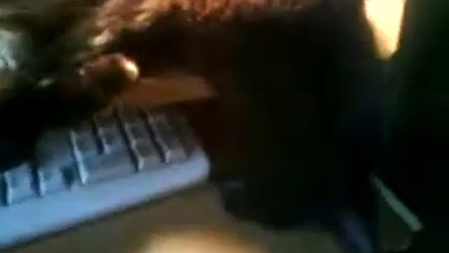 КОТ СПИТ(РЖАЧ НЕРЕАЛЬНЫЙ!!!!!!!!) смотреть онлайн