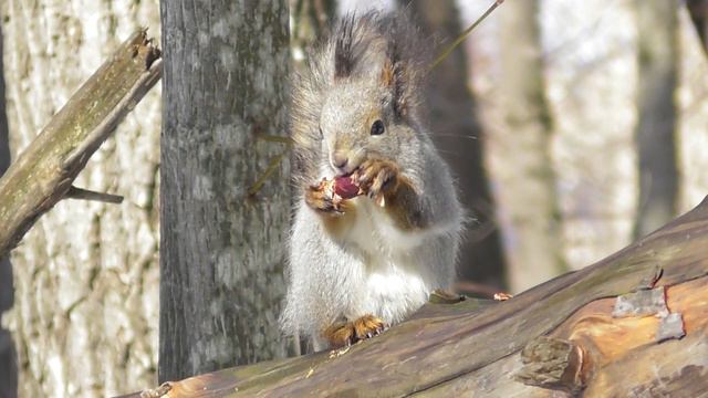 Белка и вкусная шишка ( Sciurus vulgaris ) смотреть онлайн