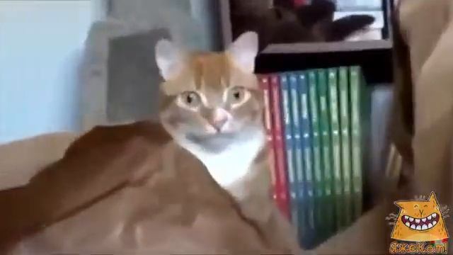 Удивление Рыжего кота смотреть онлайн