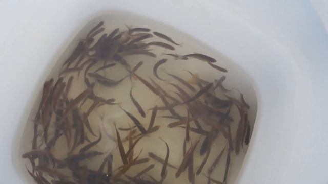 ЗАРЫБЛЕНИЕ ПРУДА МОТОСОБАКА ПАКСУС550 смотреть онлайн