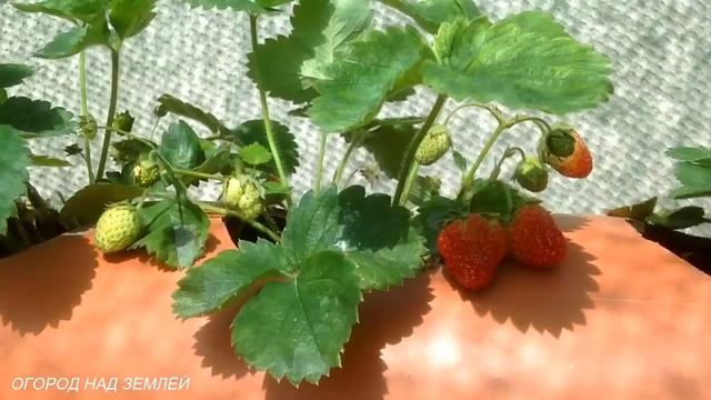 КЛУБНИКА В ТРУБАХ/ОБРАБОТКА КЛУБНИКИ В ТРУБАХ ОТ КЛЕЩА смотреть онлайн