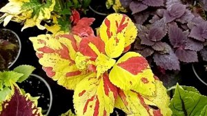 Пятьдесят сортов колеусов. Какие сорта лучше  смотрятся в композициях. Условия жизни.