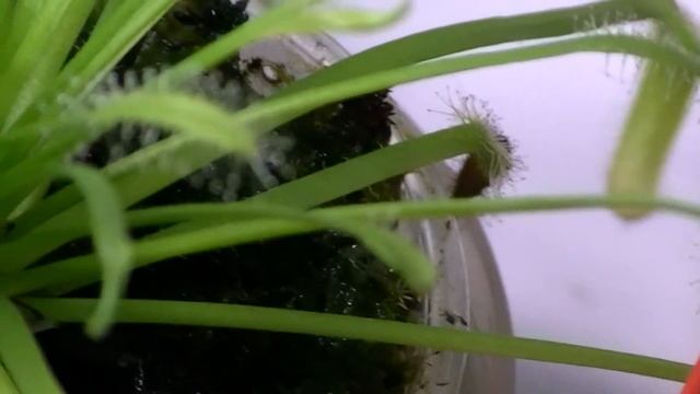 Росянка Капская Альба (Drosera Capensis)