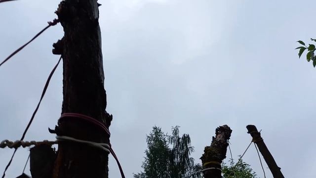 Как я подвязываю огурцы в грядках  Рассада огурцов и помидоров