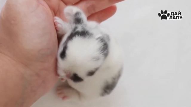 Очень милый спящий кролик. Дай лапу смотреть онлайн