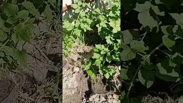 VID 20210727 091856 КАК ОБРЕЗАТЬ ОТПЛОДОНОСИВШИЙ КУСТ ЕЖЕМАЛИНЫ ТАЙБЕРИ часть 2 смотреть онлайн