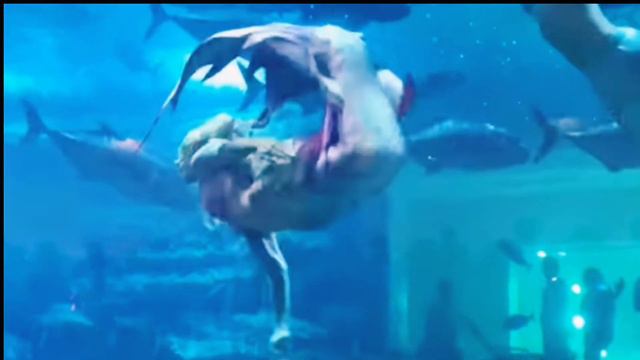 Dubai Aquarium and Underwater Zoo | United Arab Emirates смотреть онлайн