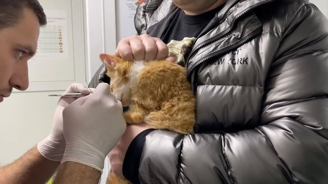 Кутузову снимают швы! Он очень ХРАБРЫЙ кот! смотреть онлайн