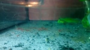 Размножение,Нерест Испанского тритона