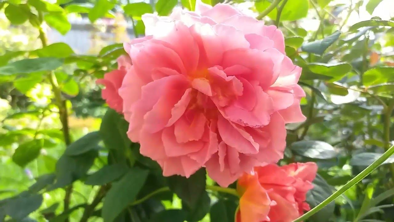 РОЗЫ. Магия красоты. Август 2023 смотреть онлайн