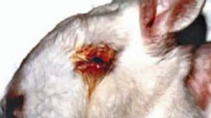 Красота требует жертв ... Тестирование косметики на животных ...